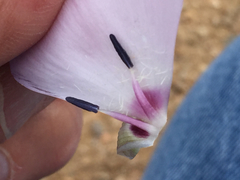 Calochortus splendens