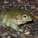 Sonoran Desert Toad - Photo (c) diomedea_exulans_li, some rights reserved (CC BY-NC)