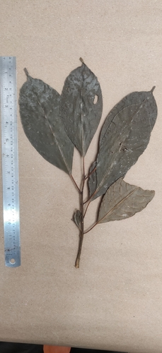 Mastixia arborea (Mastixia arborea)