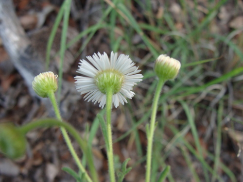 Image of Erigeron neomexicanus by (c) Alexis López Hernández, some rights reserved (CC BY)