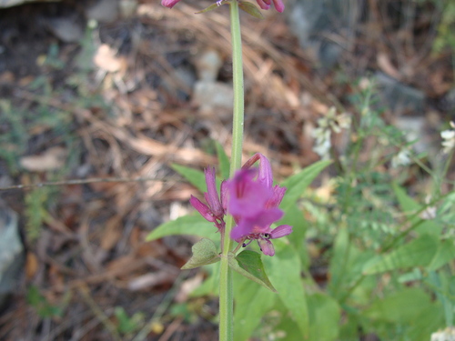 Image of Agastache pallida by (c) Alexis López Hernández, some rights reserved (CC BY)