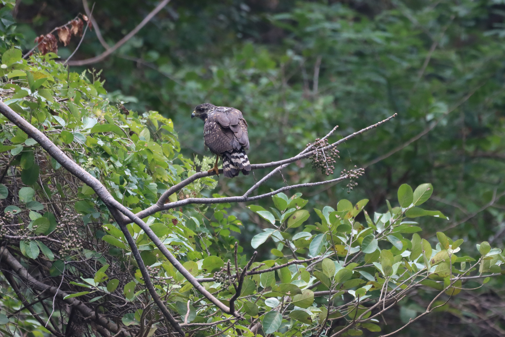 Common Black Hawk from Cañon Del Sumidero, Chiapas, México on January ...