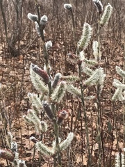 Salix gracilistyla