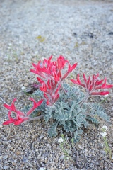 Astragalus coccineus