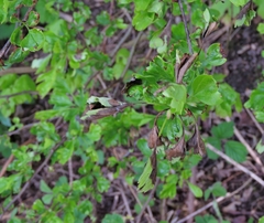 Monilinia johnsonii