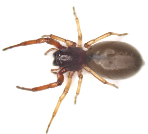 Bull-headed sac spider photo 4