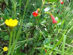 Diplacus parviflorus