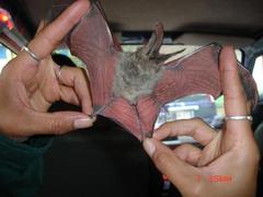 Corynorhinus mexicanus