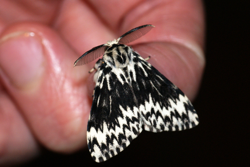 Black Arches