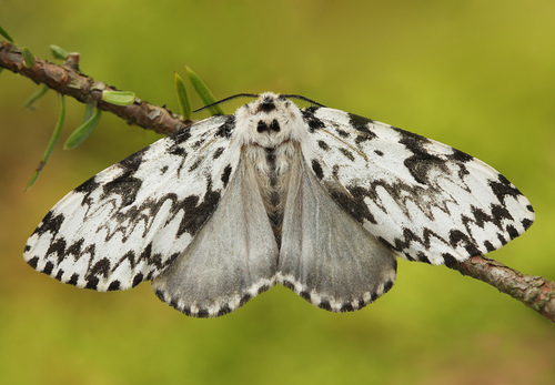 Black Arches
