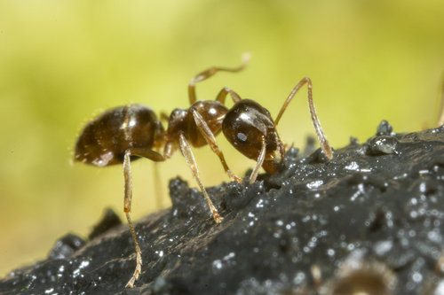 Small Brown Bush Ant photo 3
