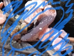 Daleomyces petersii