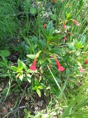 Diplacus parviflorus