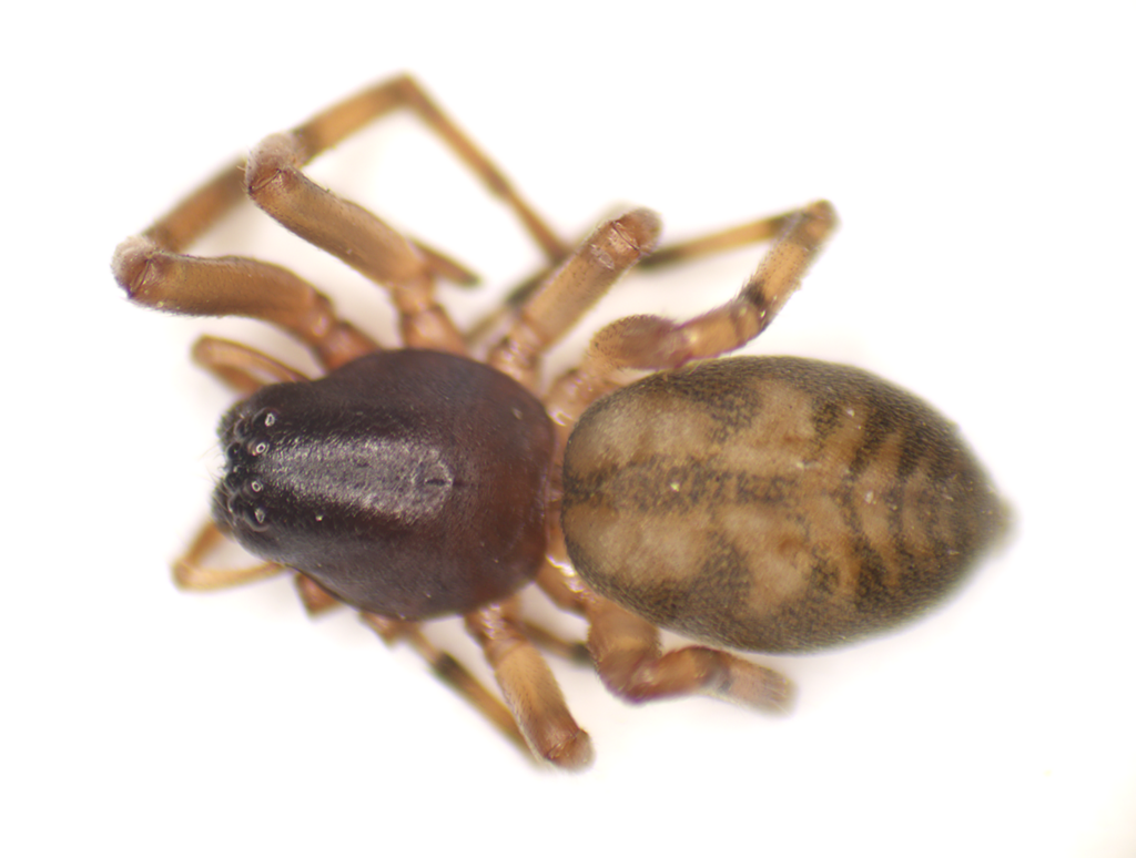 Meriola californica