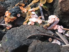 Daleomyces petersii