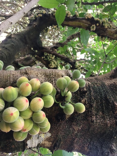 Ficus aspera observed 2024-01-31