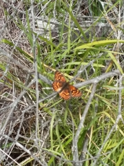 Chlosyne gabbii atrifasciata