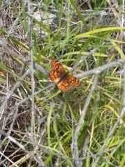 Chlosyne gabbii atrifasciata