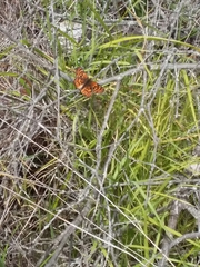 Chlosyne gabbii atrifasciata