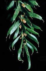 Tmesipteris sigmatifolia