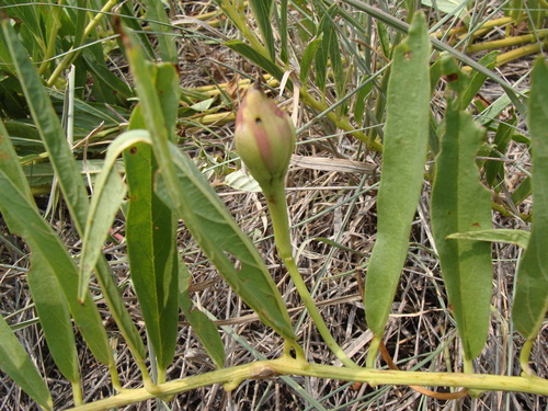 Image of Ipomoea longifolia by (c) Alexis López Hernández, some rights reserved (CC BY)