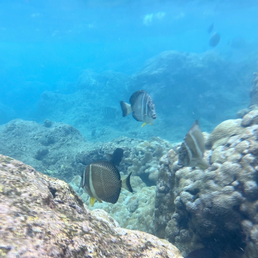 Whitespotted surgeonfish