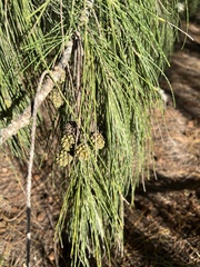 Casuarina equisetifolia, recorded fruiting