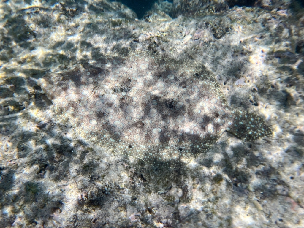 Tropical flounder