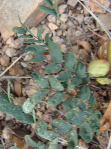 Image of Calliandra humilis by (c) Alexis López Hernández, some rights reserved (CC BY)