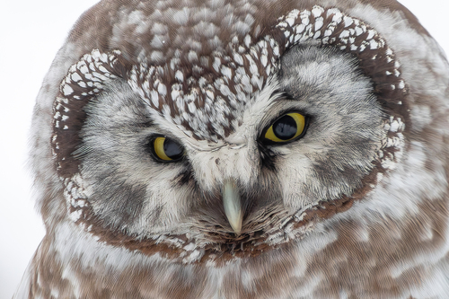 Boreal Owl