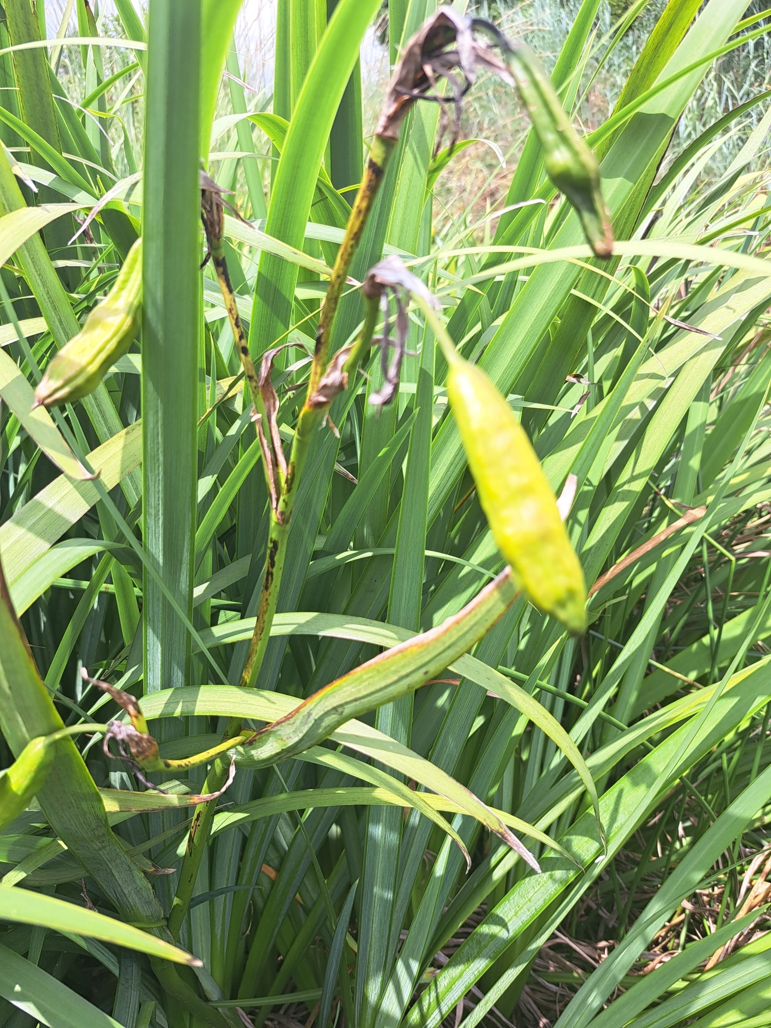 Imagem de Lírio-amarelo