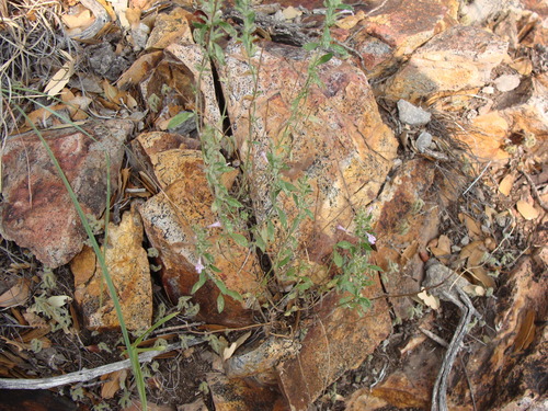 Image of Hedeoma dentata by (c) Alexis López Hernández, some rights reserved (CC BY)