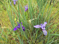Iris macrosiphon