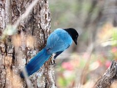 Cyanocorax melanocyaneus