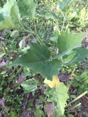 Physalis heterophylla