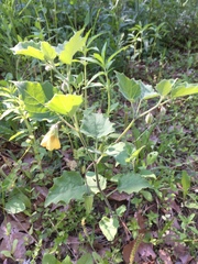 Physalis heterophylla