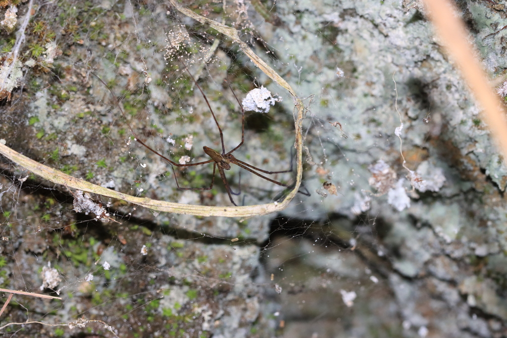 Psechrus argentatus