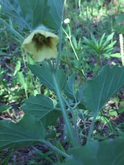Physalis heterophylla