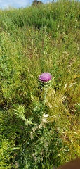 Silybum marianum