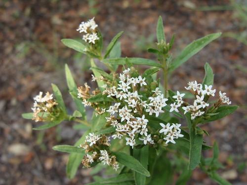 Image of Stevia lemmonii by (c) Alexis López Hernández, some rights reserved (CC BY)