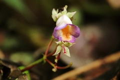 Monopyle ecuadorensis