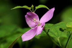 Arthrostemma ciliatum