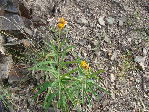 Image of Verbesina longifolia by (c) Alexis López Hernández, some rights reserved (CC BY)