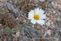 Layia glandulosa