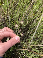 Thysanocarpus radians