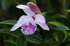 Sobralia rosea