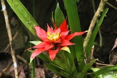 Guzmania lingulata