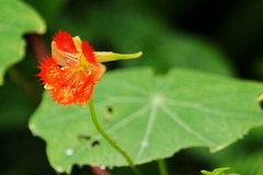 Tropaeolum harlingii