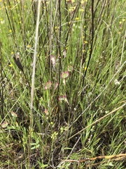 Thysanocarpus radians