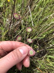 Thysanocarpus radians